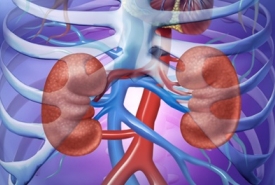 Nephrology and Hypertension Division